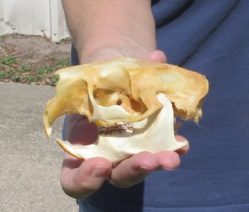 B grade North American Porcupine Skull - $21