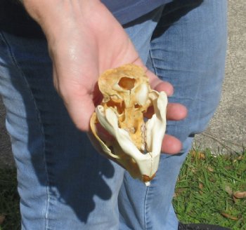 B grade North American Porcupine Skull - $21