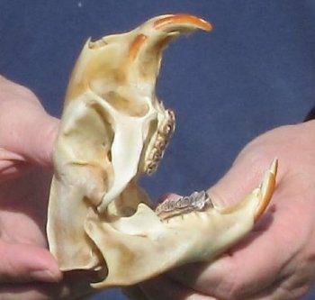 B grade North American Porcupine Skull - $21