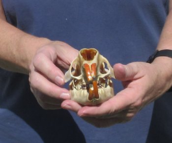 B grade North American Porcupine Skull - $21