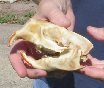 B grade North American Porcupine Skull - $21