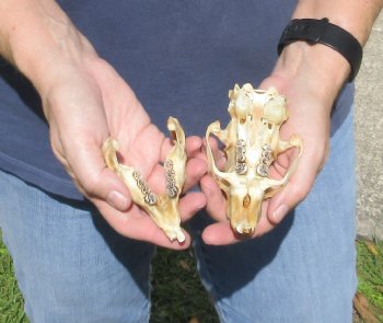 B grade North American Porcupine Skull - $21