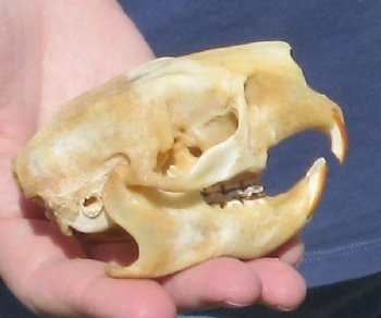 B grade North American Porcupine Skull - $29