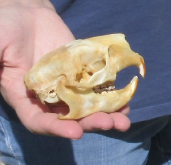 B grade North American Porcupine Skull - $21