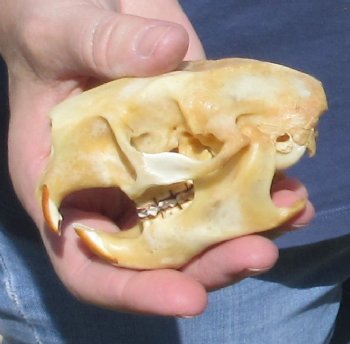 B grade North American Porcupine Skull - $21