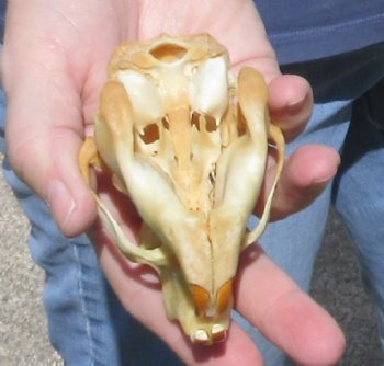 B grade North American Porcupine Skull - $21
