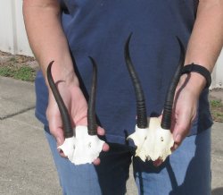 2 pc Female springbok skull plate 6 & 7 inch horns - $37