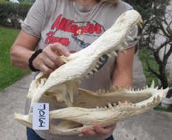 19 inch Florida Alligator Skull for $175