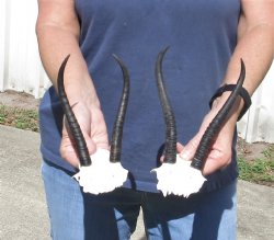 2 pc Female springbok skull plate 7 & 7 inch horns - $37 