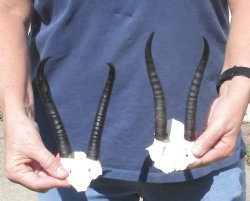 2 pc Female springbok skull plate 6 & 6 inch horns - $37 