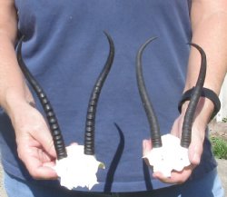 2 pc Female springbok skull plate 7 & 8 inch horns - $37 