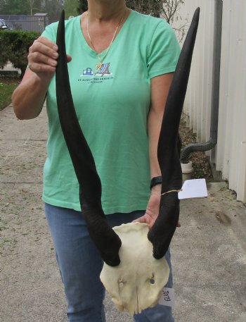 Female Eland Skull Plate with 28 inch Horns - $46 