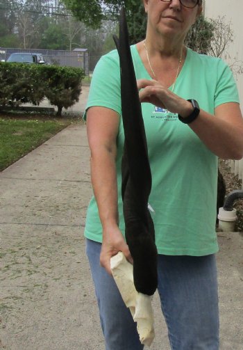 Female Eland Skull Plate with 28 inch Horns - $46 