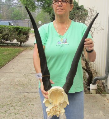 Female Eland Skull Plate with 26 inch Horns - $65 