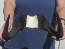 Female Black Wildebeest skull plate & horns 14 inch - $28