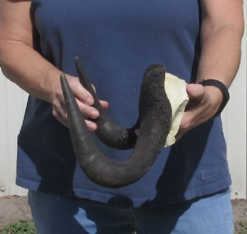 Female Black Wildebeest skull plate & horns 14 inch - $40