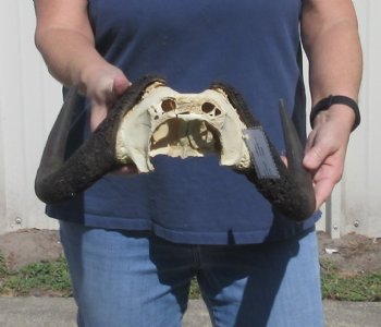 Female Black Wildebeest skull plate & horns 14 inch - $40