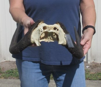 Female Black Wildebeest skull plate & horns 14 inch - $28