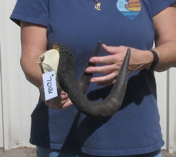 Female Black Wildebeest skull plate & horns 14 inch - $28