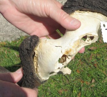 Female Black Wildebeest skull plate & horns 14 inch - $28