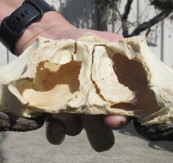 Female Black Wildebeest skull plate & horns 14 inch - $28