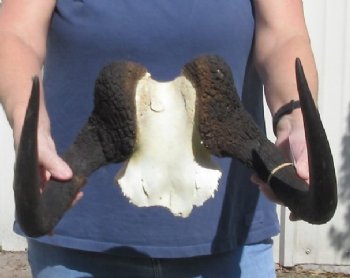 Female Black Wildebeest skull plate & horns 15 inch - $37