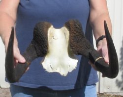 Female Black Wildebeest skull plate & horns 15 inch - $37