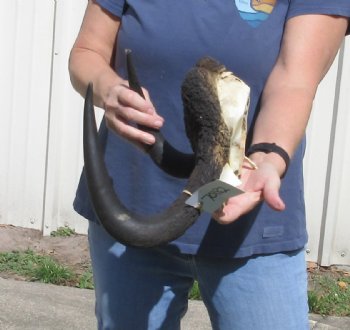 Female Black Wildebeest skull plate & horns 15 inch - $37