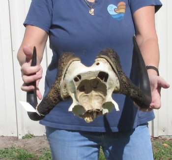 Female Black Wildebeest skull plate & horns 15 inch - $37