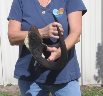 Female Black Wildebeest skull plate & horns 15 inch - $37