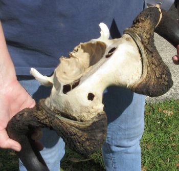 Female Black Wildebeest skull plate & horns 15 inch - $37