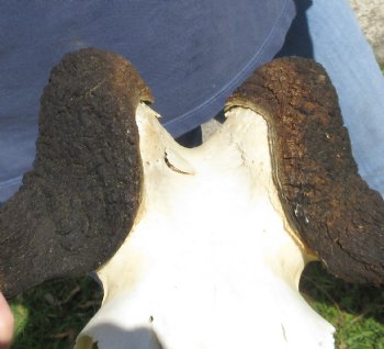 Female Black Wildebeest skull plate & horns 15 inch - $37