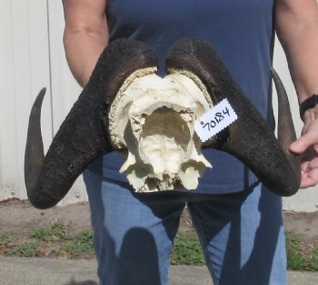 Male African Black Wildebeest Skull plate 18 inch - $65