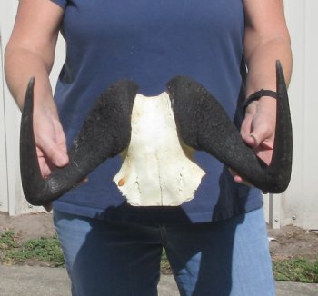 Female Black Wildebeest skull plate & horns 15 inch - $37