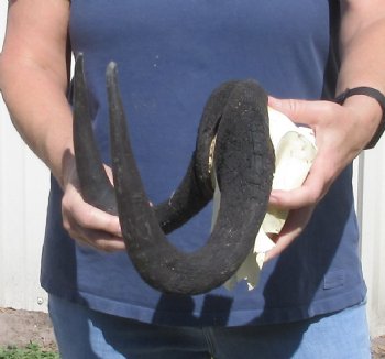 Female Black Wildebeest skull plate & horns 15 inch - $53