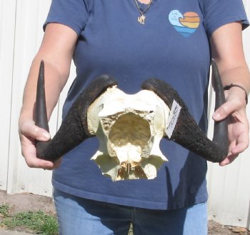 Female Black Wildebeest skull plate & horns 15 inch - $53
