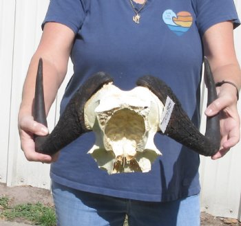 Female Black Wildebeest skull plate & horns 15 inch - $37