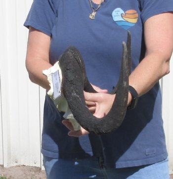Female Black Wildebeest skull plate & horns 15 inch - $37