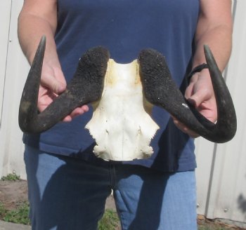 Female Black Wildebeest skull plate & horns 14 inch - $37