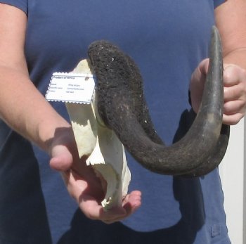 Female Black Wildebeest skull plate & horns 14 inch - $37