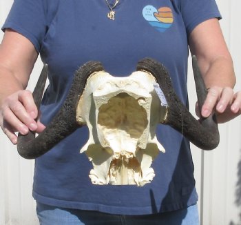 Female Black Wildebeest skull plate & horns 14 inch - $53