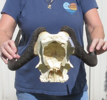 Female Black Wildebeest skull plate & horns 14 inch - $37
