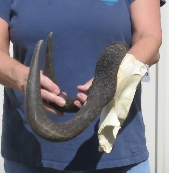 Female Black Wildebeest skull plate & horns 14 inch - $37