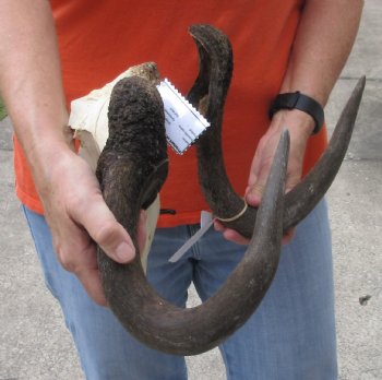 Male Black Wildebeest skull plate & 15 inch horns - Craft Grade - $35