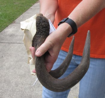 Male Black Wildebeest skull plate & 15 inch horns - Craft Grade - $35