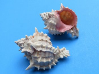 Pink mouth murex shells Wholesale 2-1/4 to 2-3/4 inches - 50 pieces @ .60 each