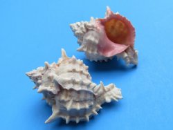 Pink Mouth Murex Shells in bulk for crafts and hermit crabs 2-1/4" to 2-3/4" - 300 pcs @ $.50 each