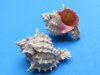 Pink mouth murex shells Wholesale, small hermit crab shells 2-3/4 to 3 inches - Packed 25 pieces @ .50 each