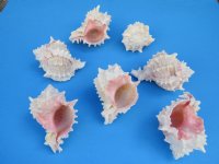 Wholesale Pink Mouth Murex Shells 2-1/2 to 3 inches - Case of 300 @ $.45 each