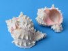 12 Pink Mouth Murex Shells Wholesale for shell crafts and hermit crabs 3 to 3-1/2 inches Packed 12 pieces @ .65 each